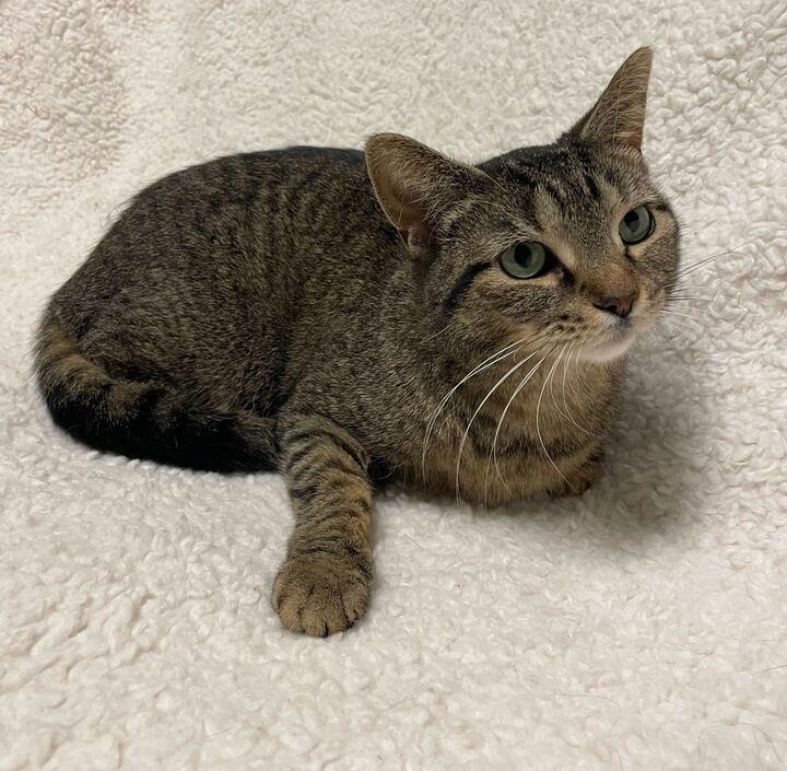 Enlarge Ellie, a ADOPTABLE Tabby in Jackson, MI image 2/6