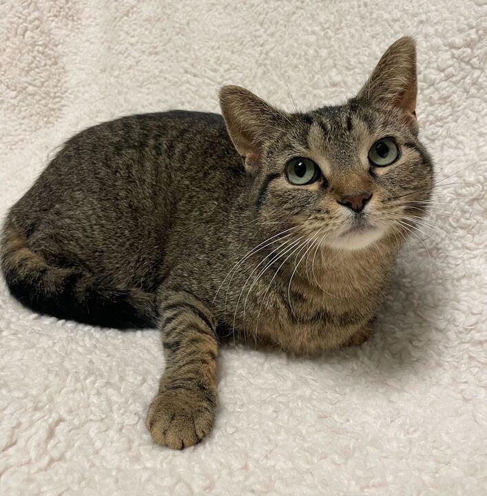 Enlarge Ellie, a ADOPTABLE Tabby in Jackson, MI image 1/6