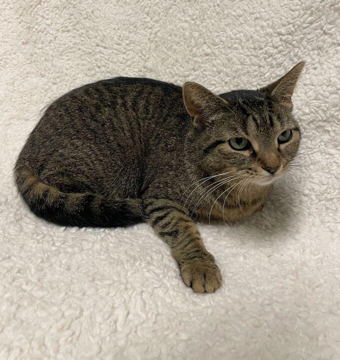 Enlarge Ellie, a ADOPTABLE Tabby in Jackson, MI image 6/6