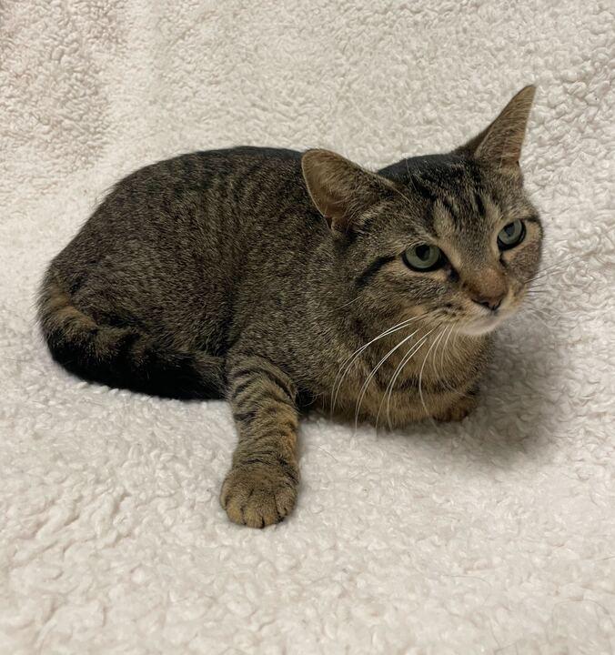 Enlarge Ellie, a ADOPTABLE Tabby in Jackson, MI image 5/6