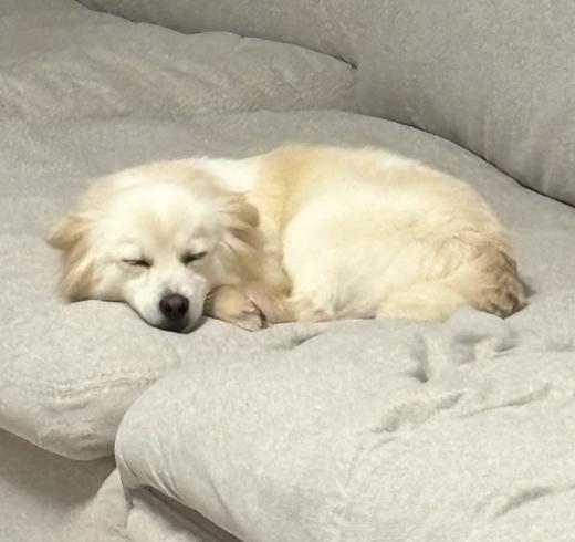 Enlarge Yoojoon, a Adoptable mixed breed in Providence , RI image 4/6