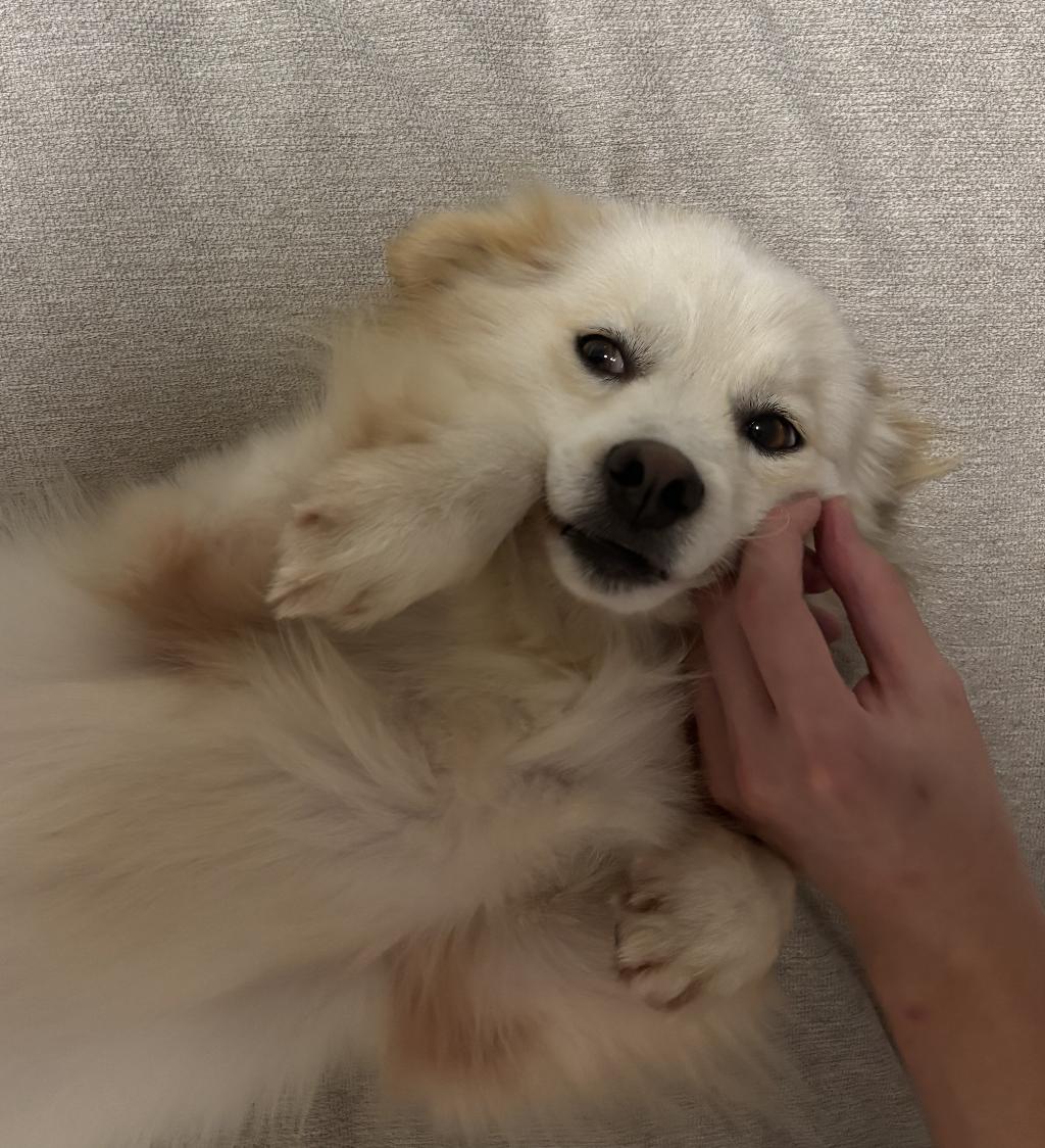 Enlarge Yoojoon, a Adoptable mixed breed in Providence , RI image 3/6