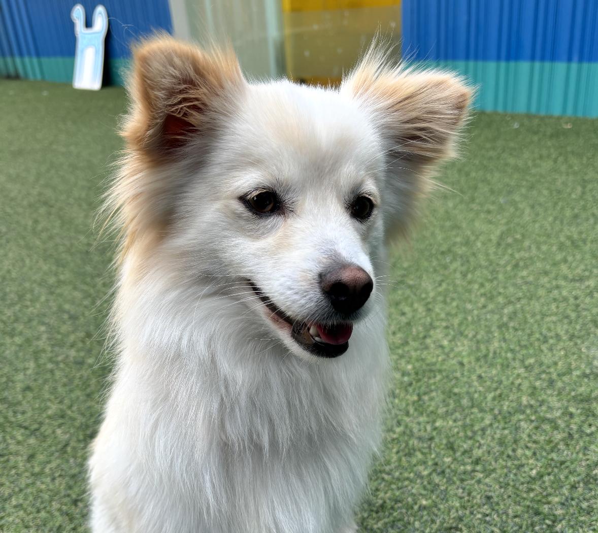 Enlarge Yoojoon, a Adoptable mixed breed in Providence , RI image 6/6