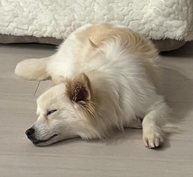 Enlarge Yoojoon, a Adoptable mixed breed in Providence , RI image 5/6