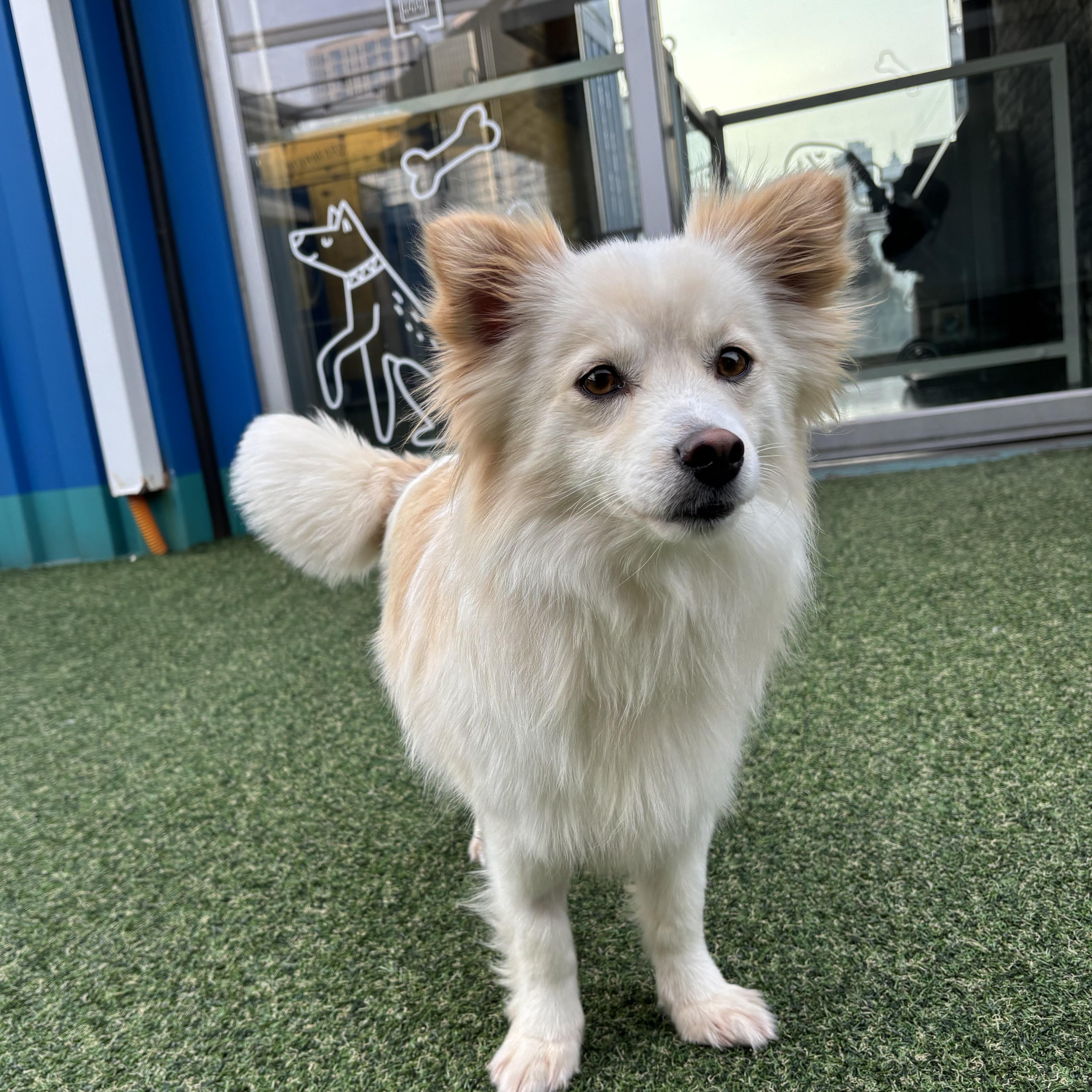 Enlarge Yoojoon, a Adoptable mixed breed in Providence , RI image 2/6