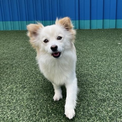 Enlarge Yoojoon, a Adoptable mixed breed in Providence , RI image 1/6