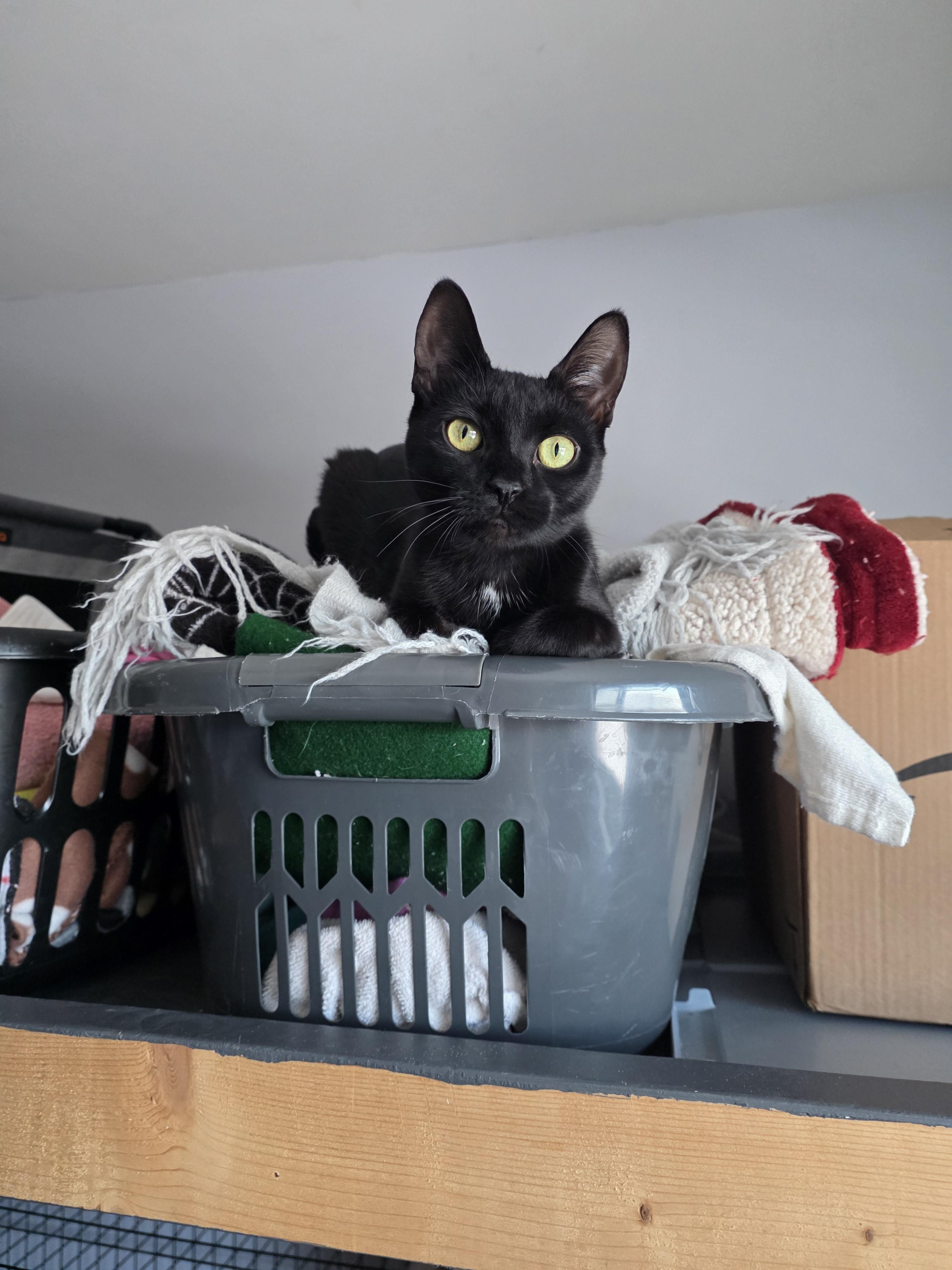 Enlarge Pepita, a Adoptable mixed breed in Lockport, IL image 2/6