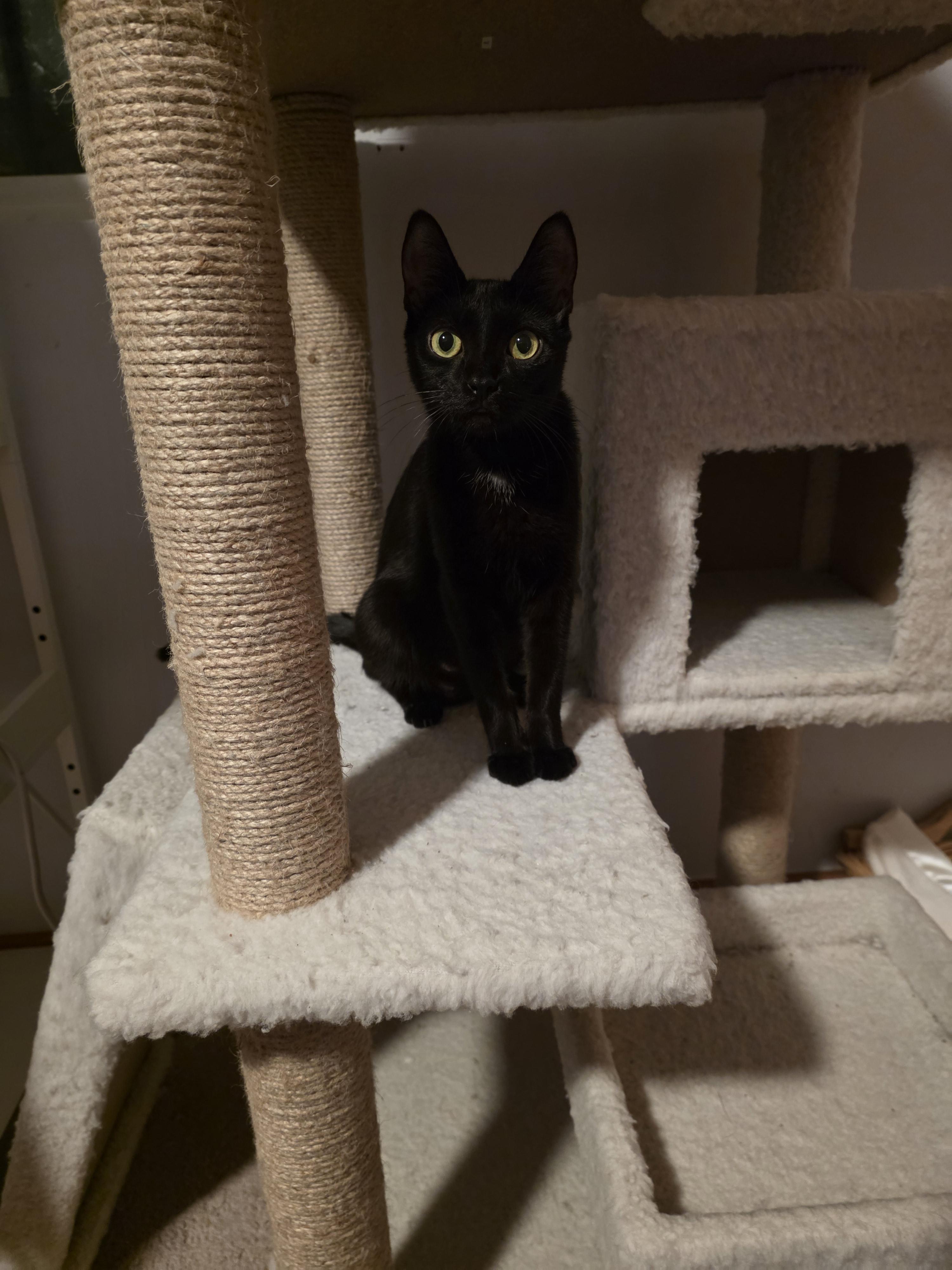 Enlarge Pepita, a Adoptable mixed breed in Lockport, IL image 3/6