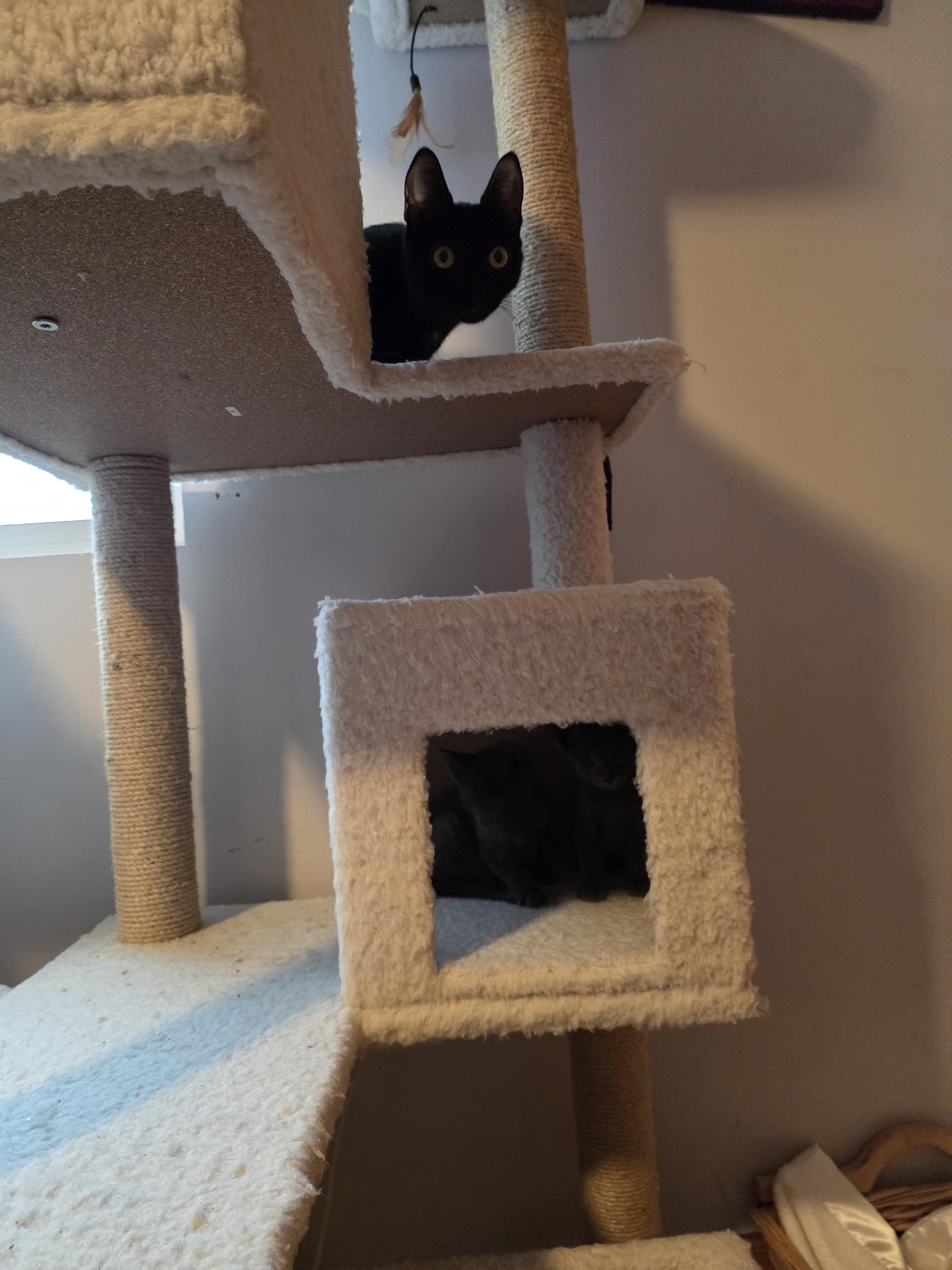 Enlarge Pepita, a Adoptable mixed breed in Lockport, IL image 4/6