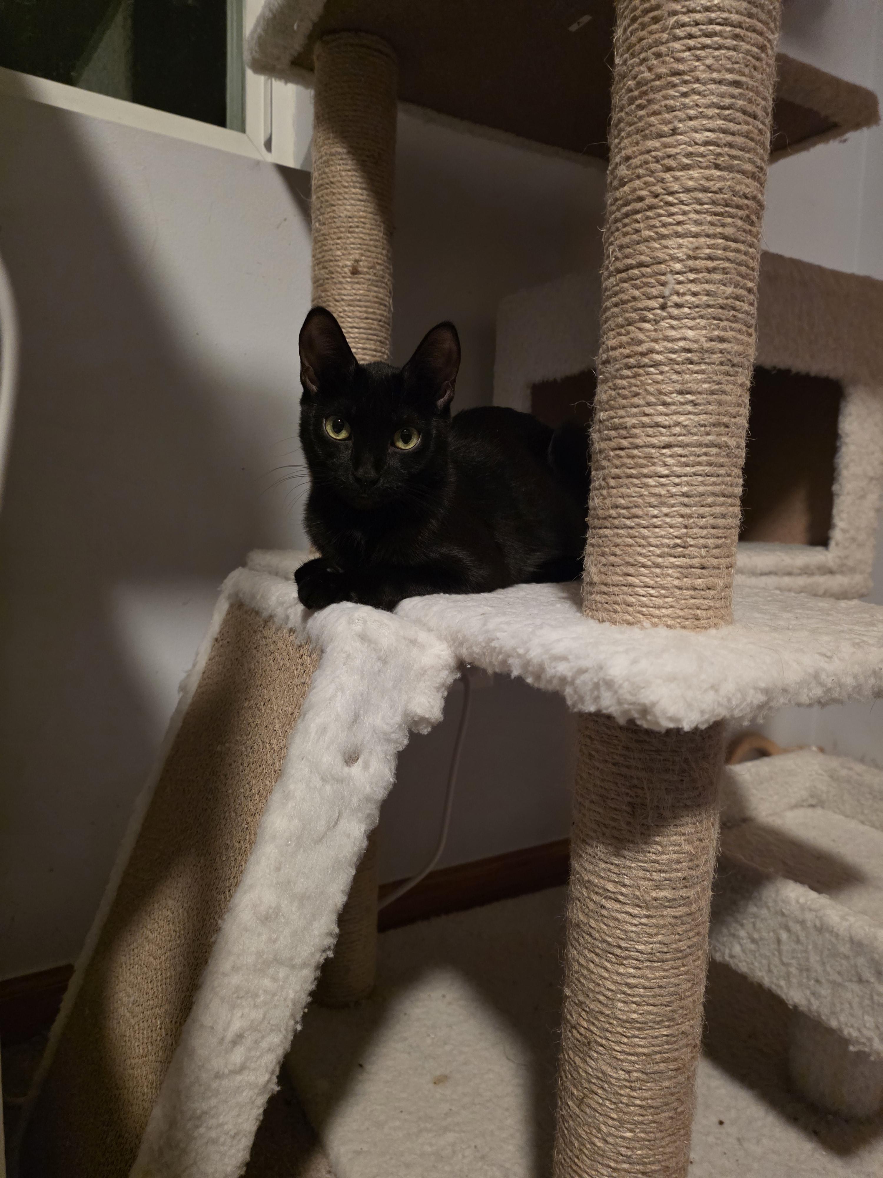 Enlarge Pepita, a Adoptable mixed breed in Lockport, IL image 5/6