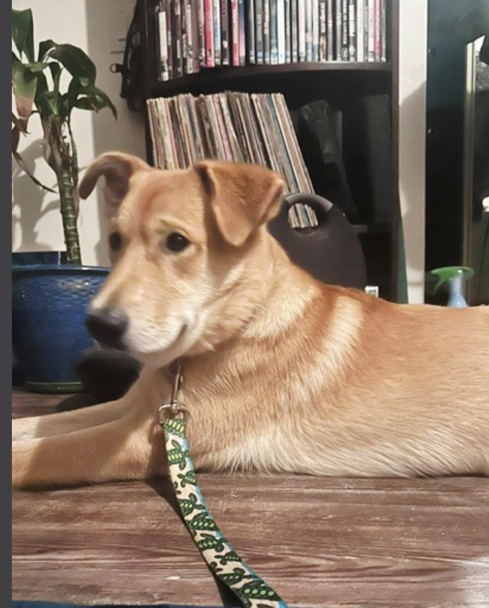 Sweet Tato dog social, ADOPTABLE, Young Male Yellow Labrador Retriever.
