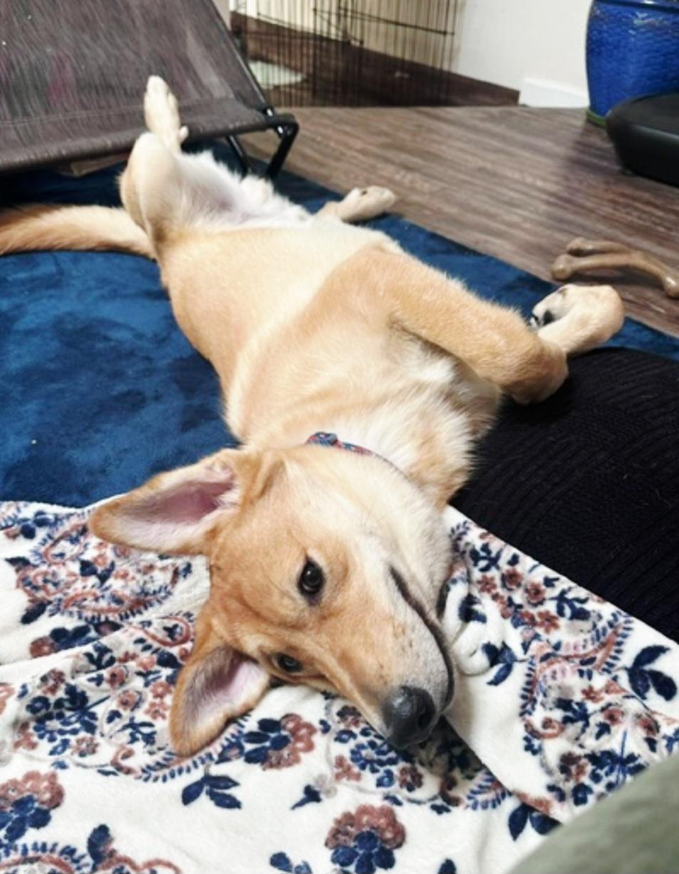 Enlarge Sweet Tato dog social, a ADOPTABLE mixed breed in San Diego, CA image 2/2