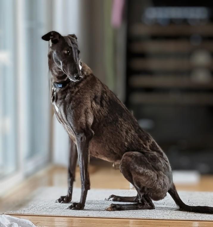 Enlarge Riley, a Adoptable Greyhound in Seattle, WA image 2/6