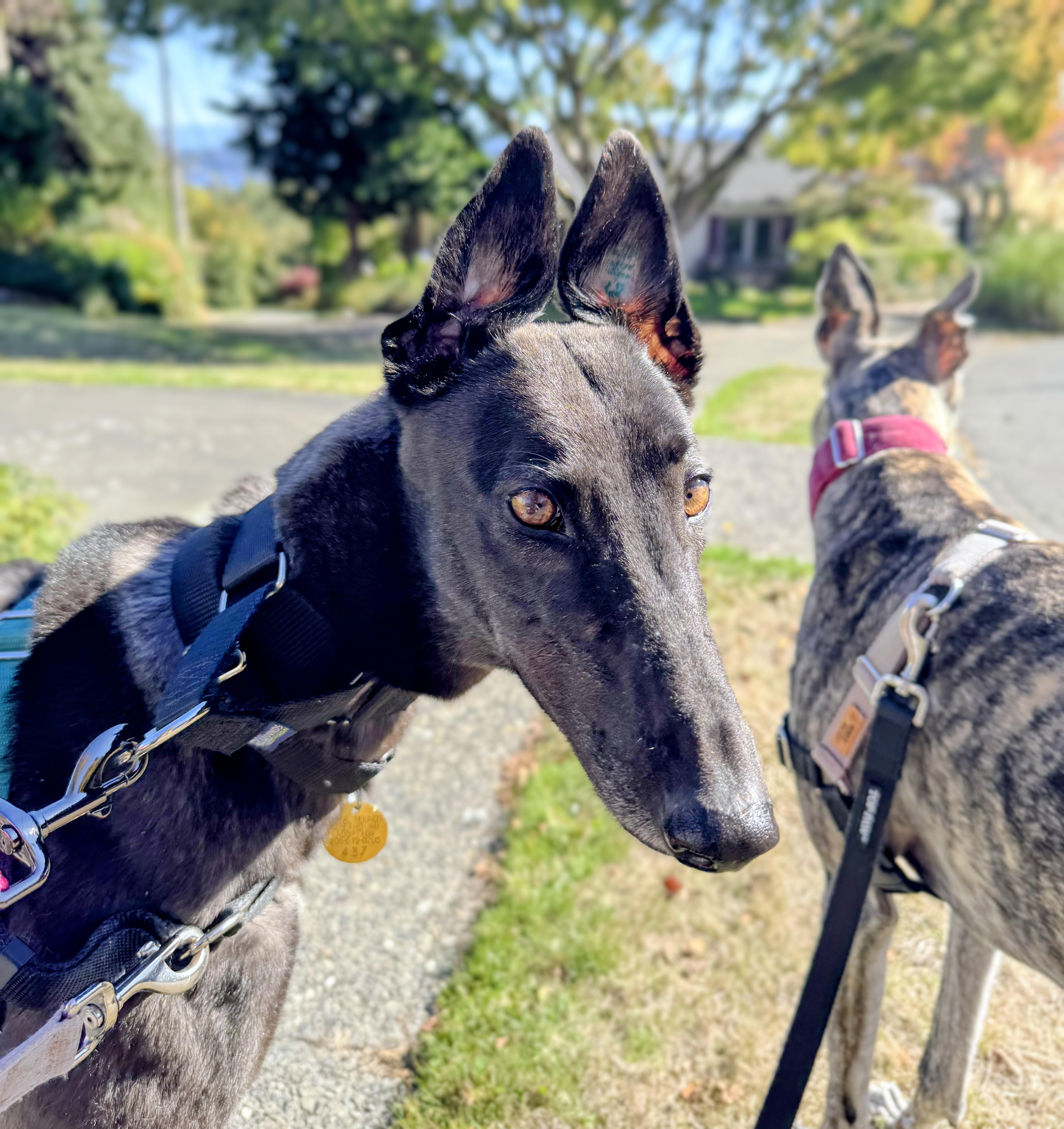 Enlarge Riley, a Adoptable Greyhound in Seattle, WA image 5/6