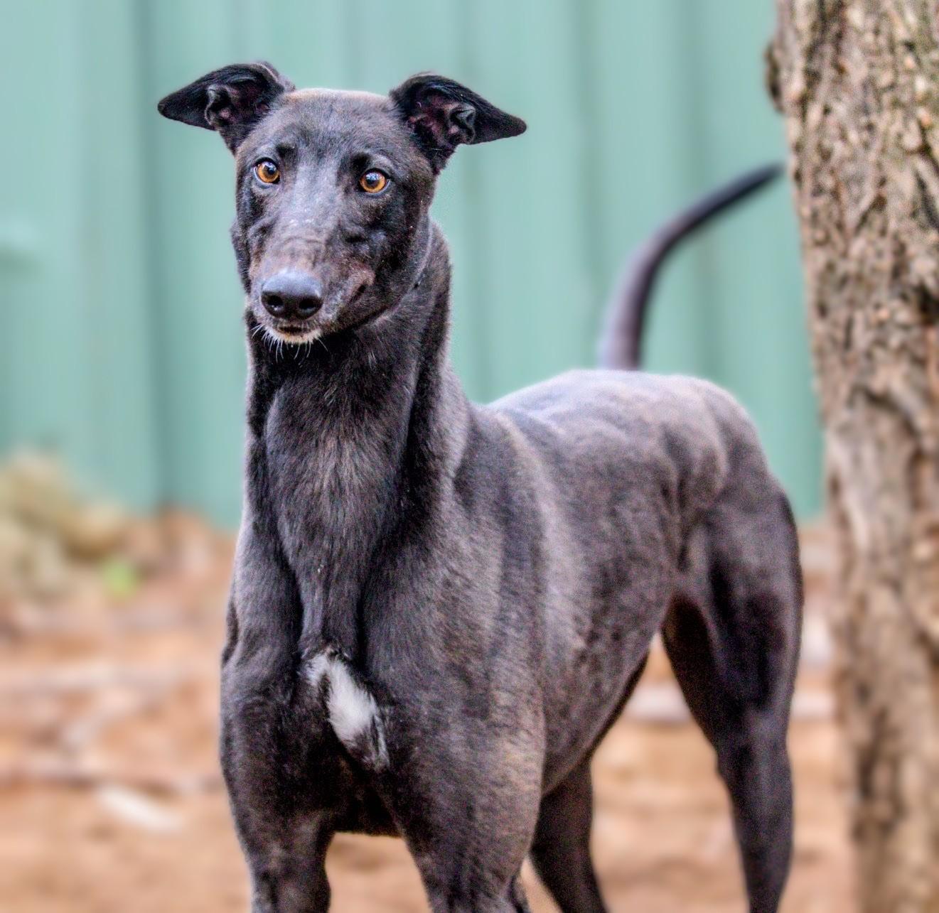 Enlarge Riley, a Adoptable Greyhound in Seattle, WA image 3/6