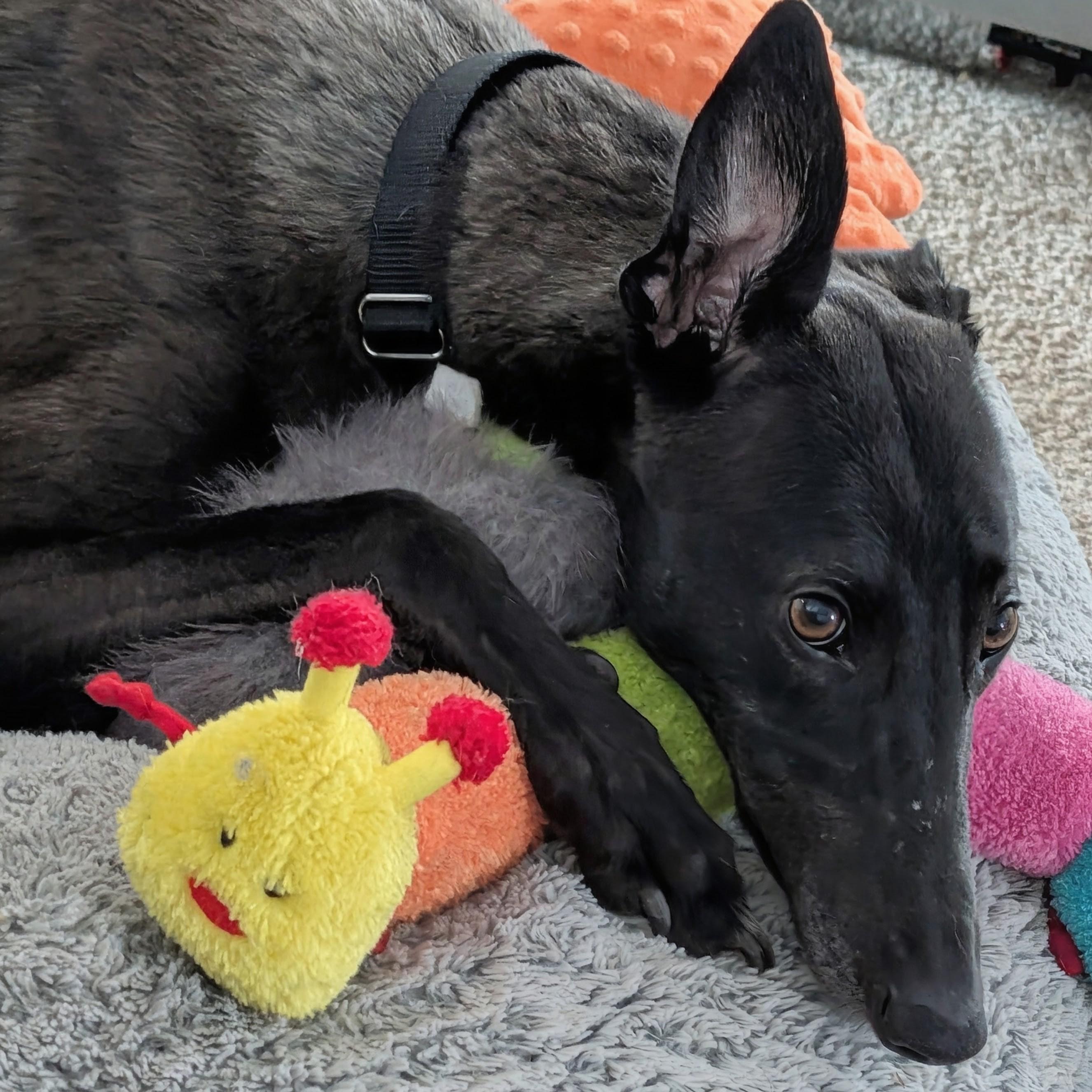 Enlarge Riley, a Adoptable Greyhound in Seattle, WA image 4/6