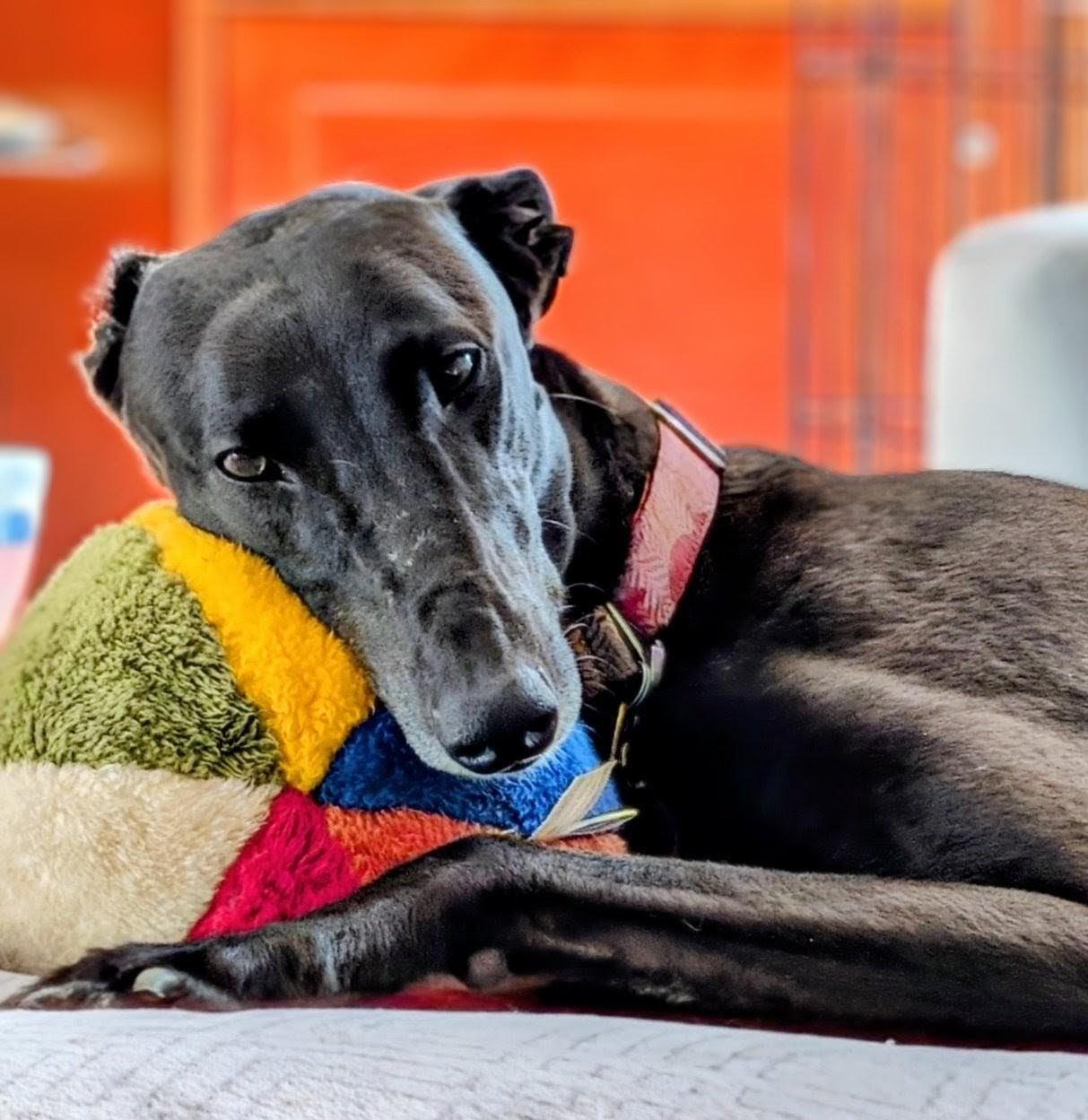 Enlarge Riley, a Adoptable Greyhound in Seattle, WA image 6/6