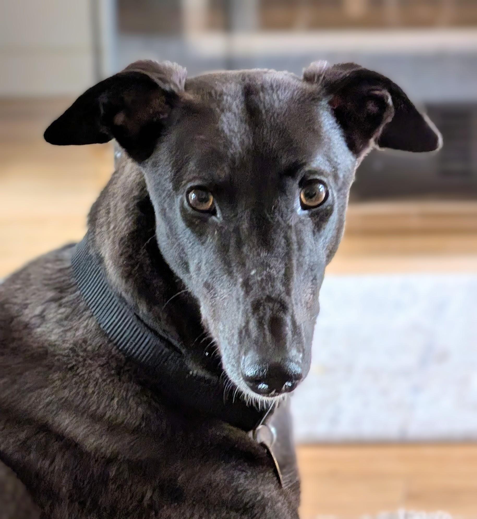Enlarge Riley, a Adoptable Greyhound in Seattle, WA image 1/6