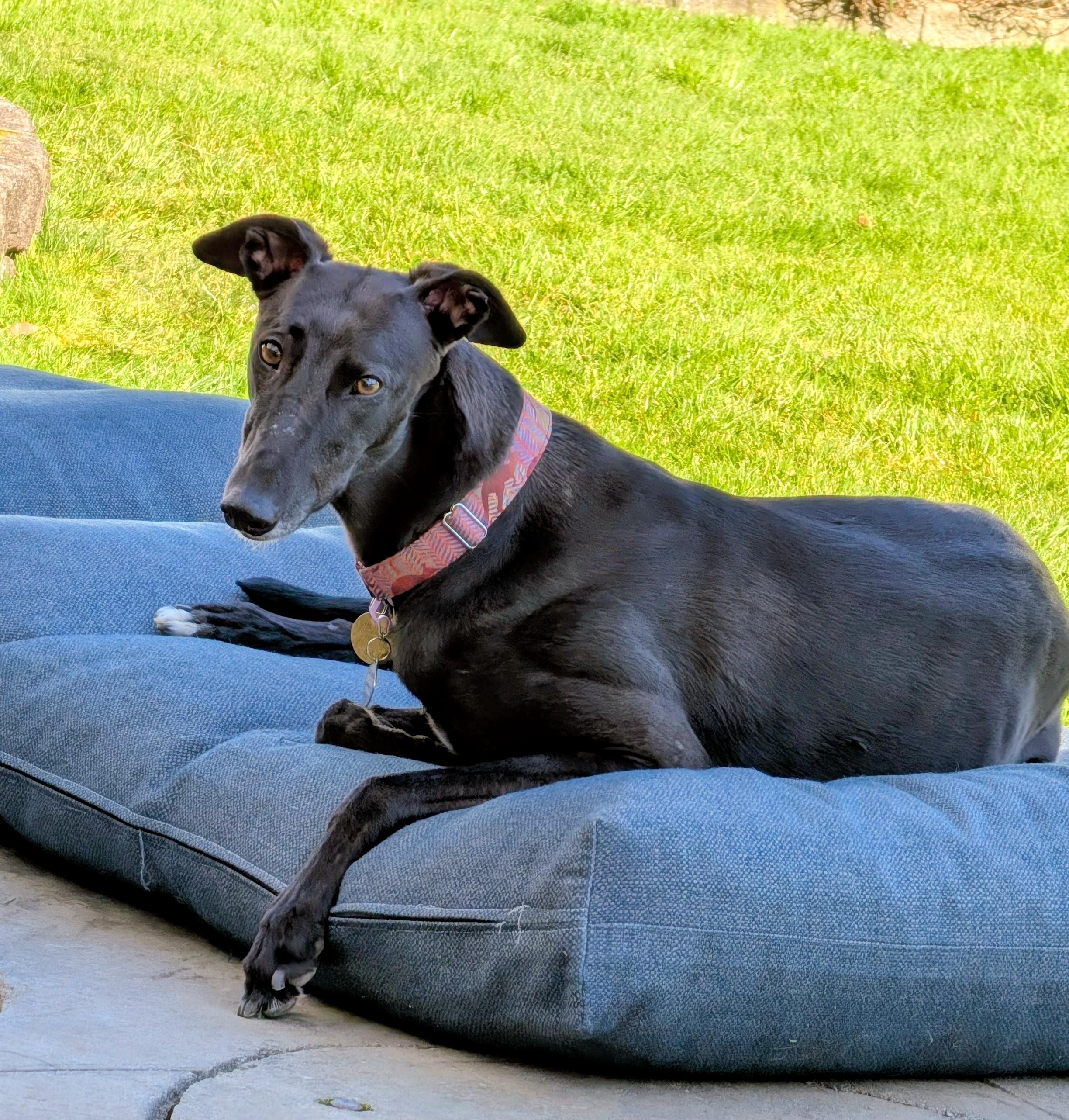 Enlarge Riley, a Adoptable Greyhound in Seattle, WA image 5/5