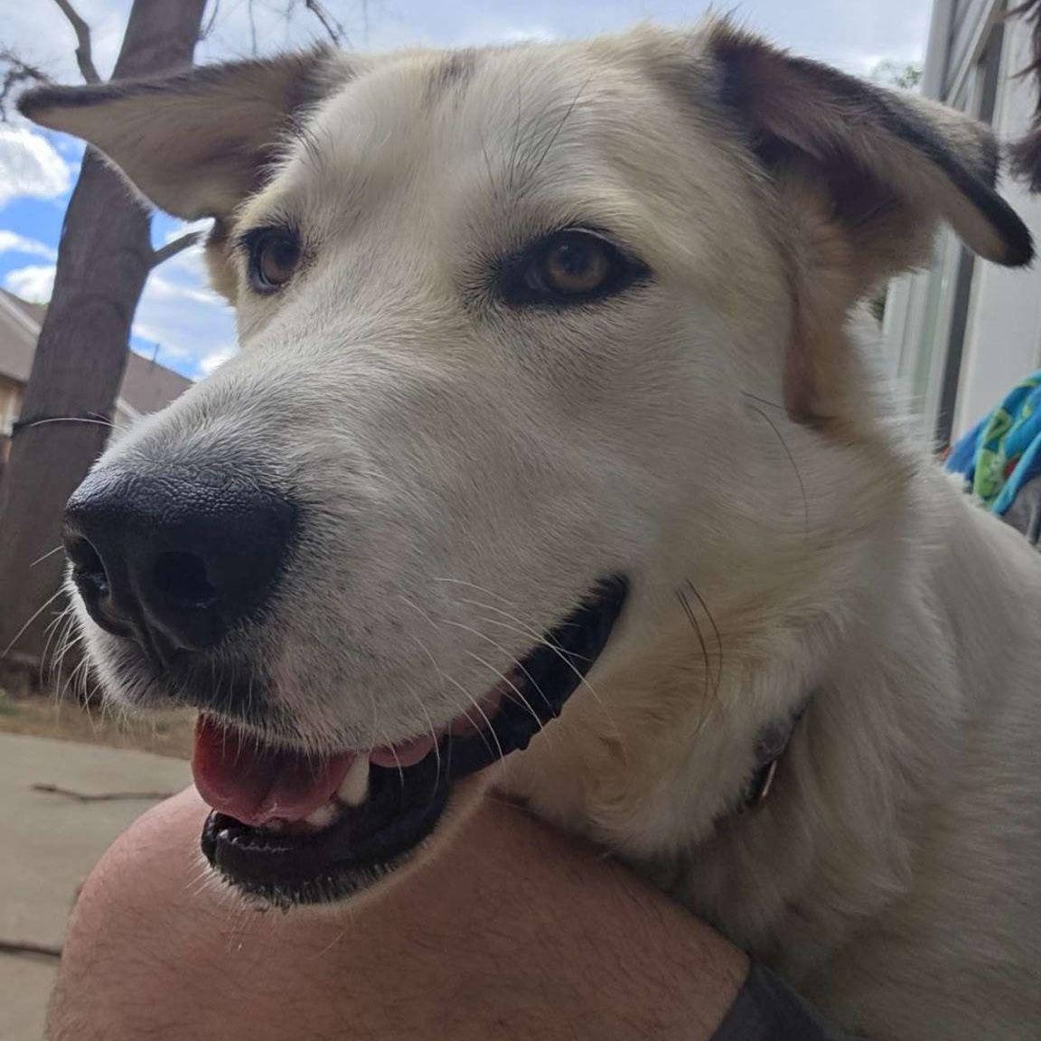 Enlarge Colfax, a ADOPTABLE mixed breed in Denver, CO image 1/2
