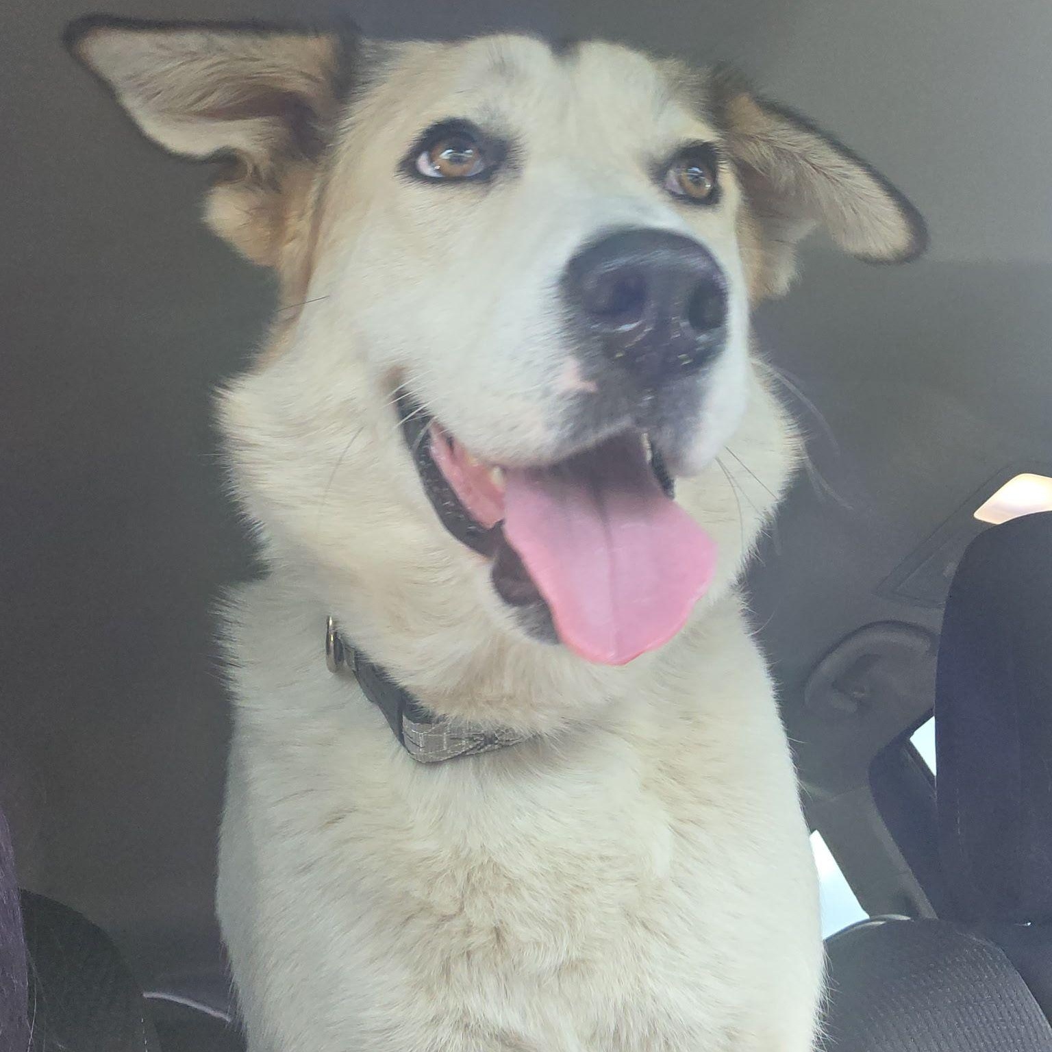 Enlarge Colfax, a ADOPTABLE mixed breed in Denver, CO image 2/2