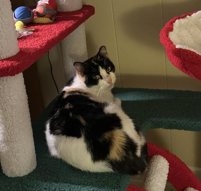 Granny Cat, Adoptable, Adult Female Calico.