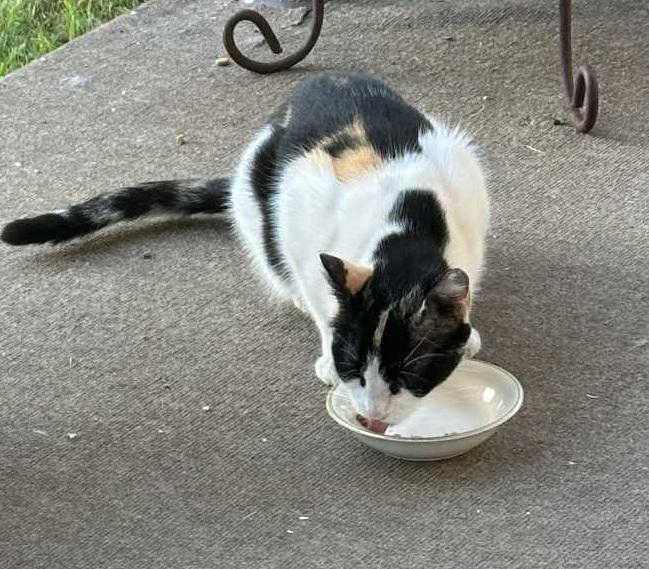 Enlarge Granny Cat, a Adoptable Calico in Waxahachie, TX image 4/4