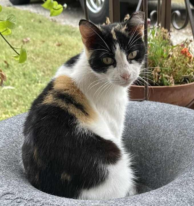 Enlarge Granny Cat, a Adoptable Calico in Waxahachie, TX image 2/4
