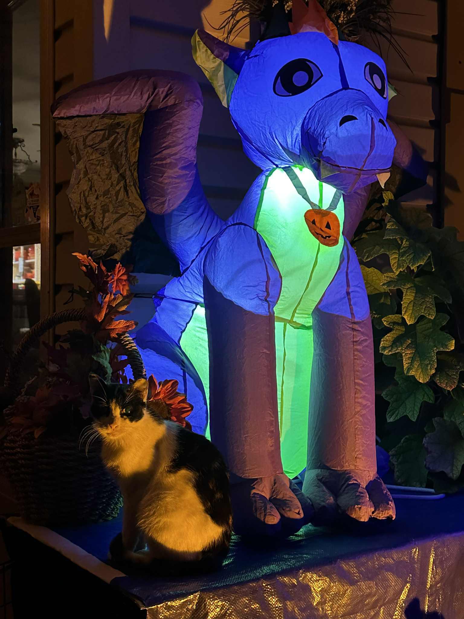 Enlarge Granny Cat, a Adoptable Calico in Waxahachie, TX image 3/4