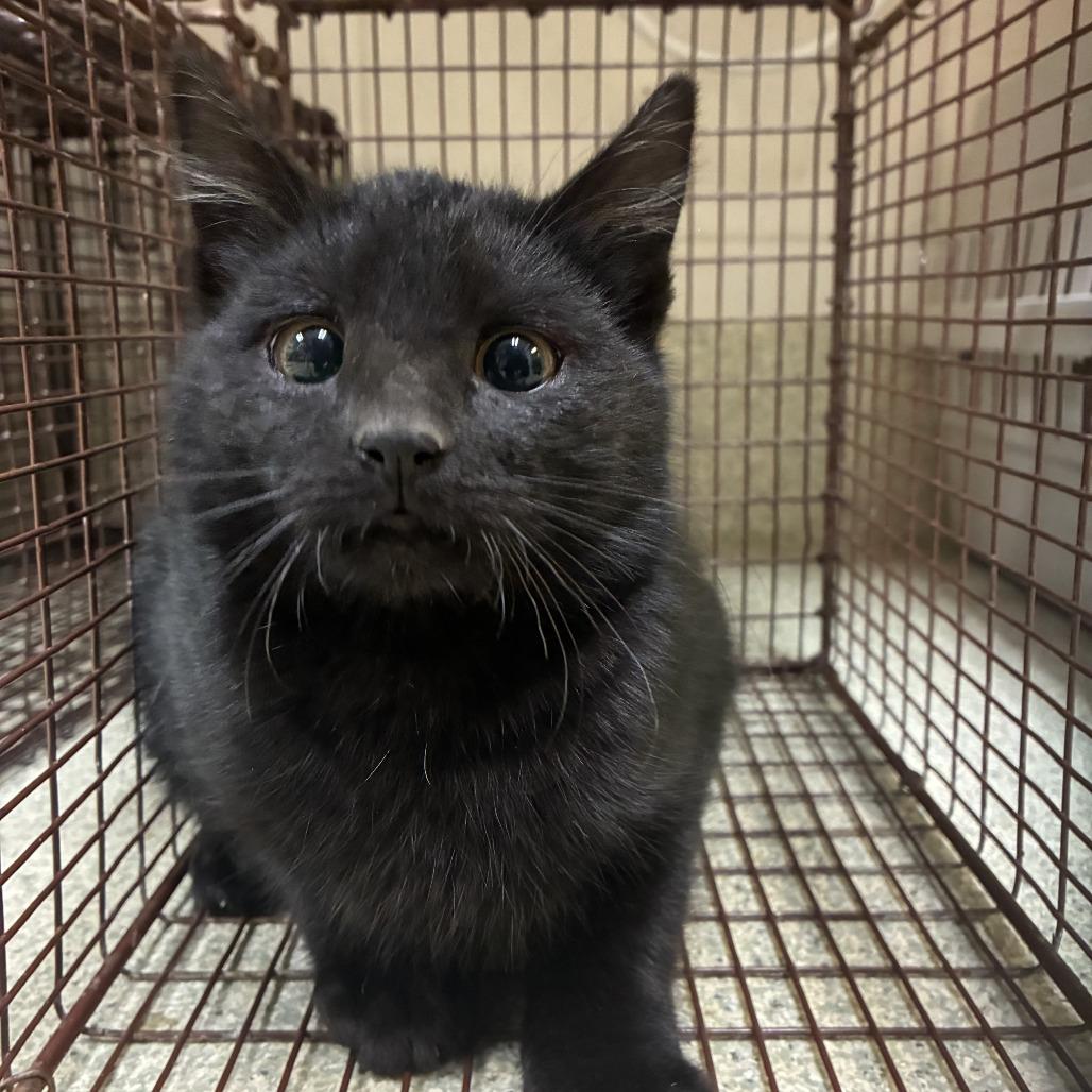 Reckless Driving (Smith 5)