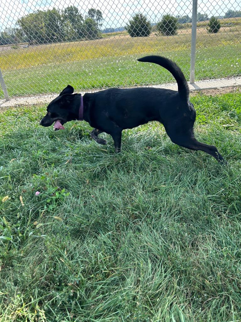 Molly - Long Term Resident, Adoptable, Young Female Shepherd.