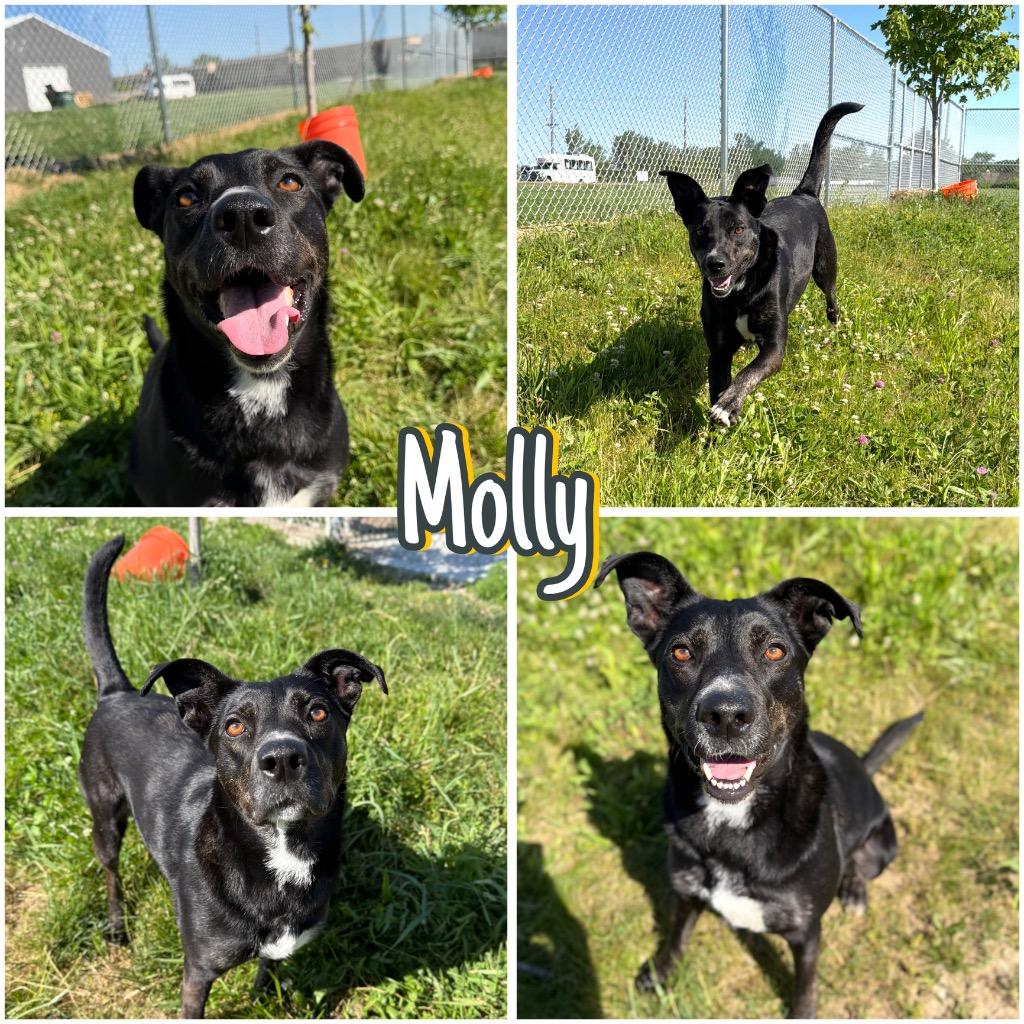 Enlarge Molly - Long Term Resident, a Adoptable mixed breed in Pierceton, IN image 2/6