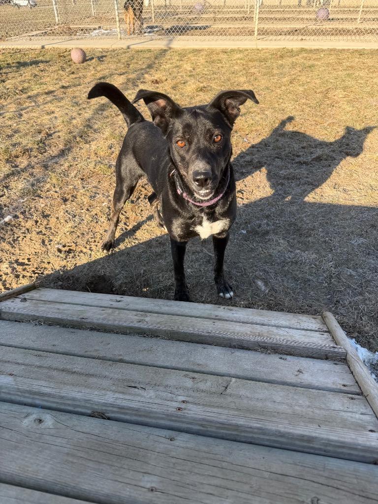 Enlarge Molly - Long Term Resident, a Adoptable mixed breed in Pierceton, IN image 3/6