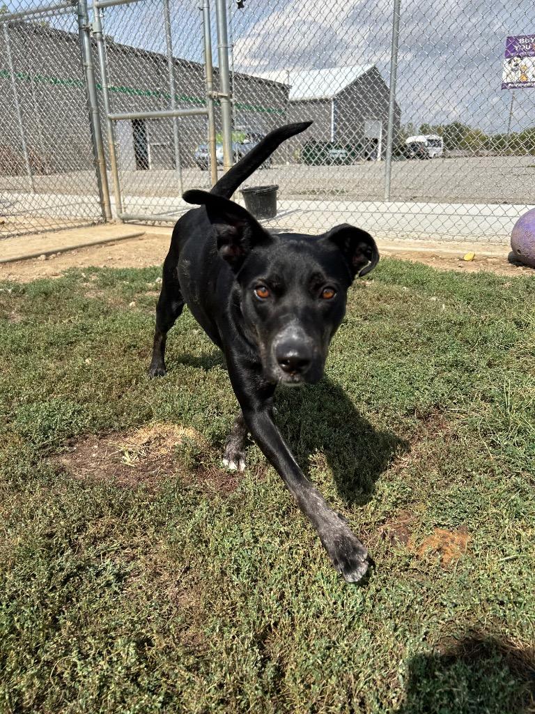 Enlarge Molly - Long Term Resident, a Adoptable mixed breed in Pierceton, IN image 4/6