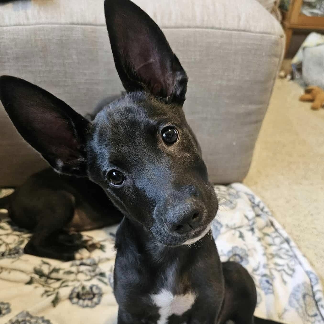 Bowie
