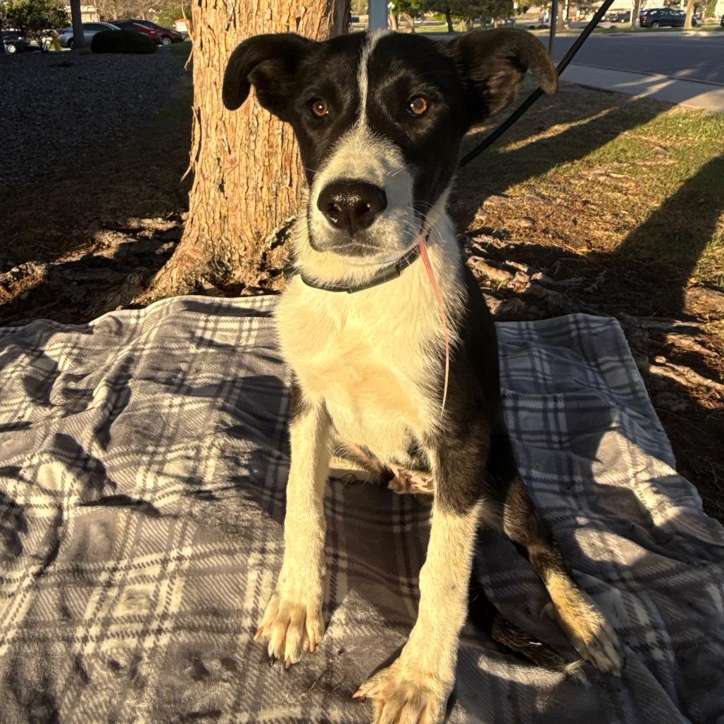 Enlarge 566 (2026) Spencer, a Adoptable mixed breed in Parker, CO image 1/3