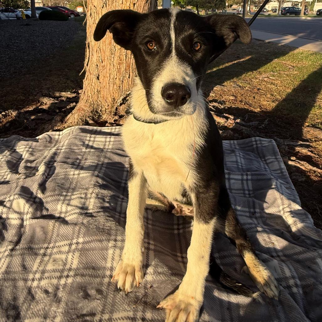 Enlarge 566 (2026) Spencer, a Adoptable mixed breed in Parker, CO image 2/3