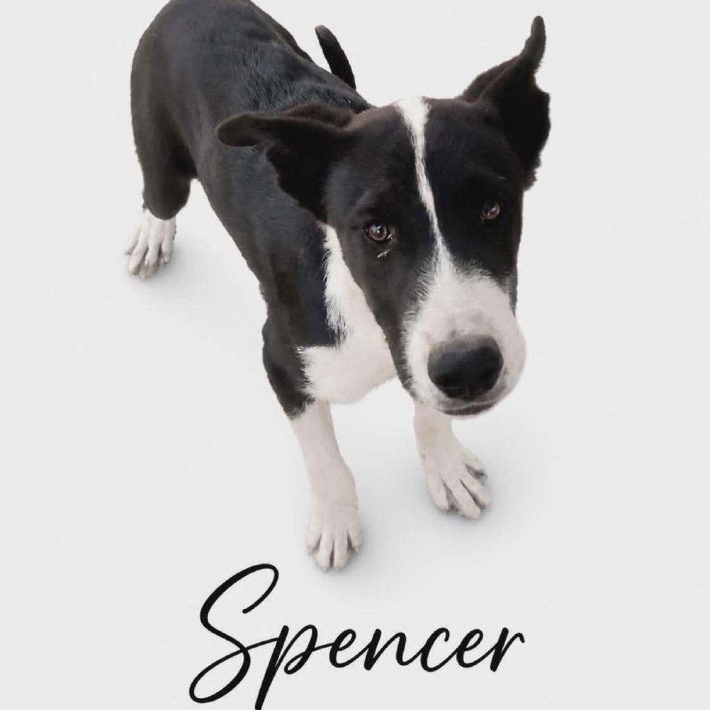 Enlarge 566 (2026) Spencer, a Adoptable mixed breed in Parker, CO image 3/3