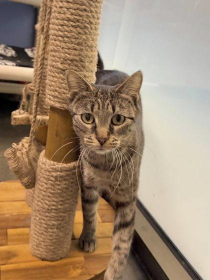 Gemma, ADOPTABLE, Adult Female Domestic Short Hair.