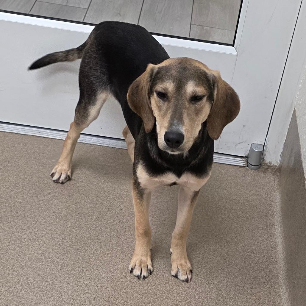 Elise, Adoptable, Young Female Labrador Retriever & Treeing Walker Coonhound.