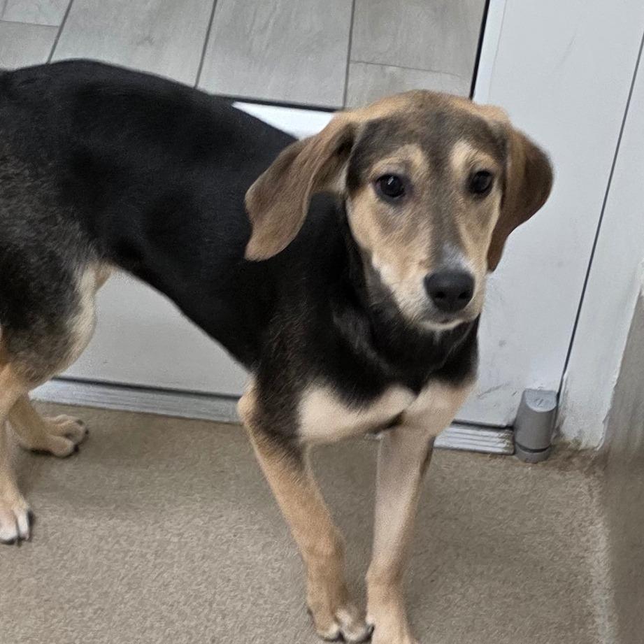 Elise, a Adoptable mixed breed in Chatham, VA image 2/5