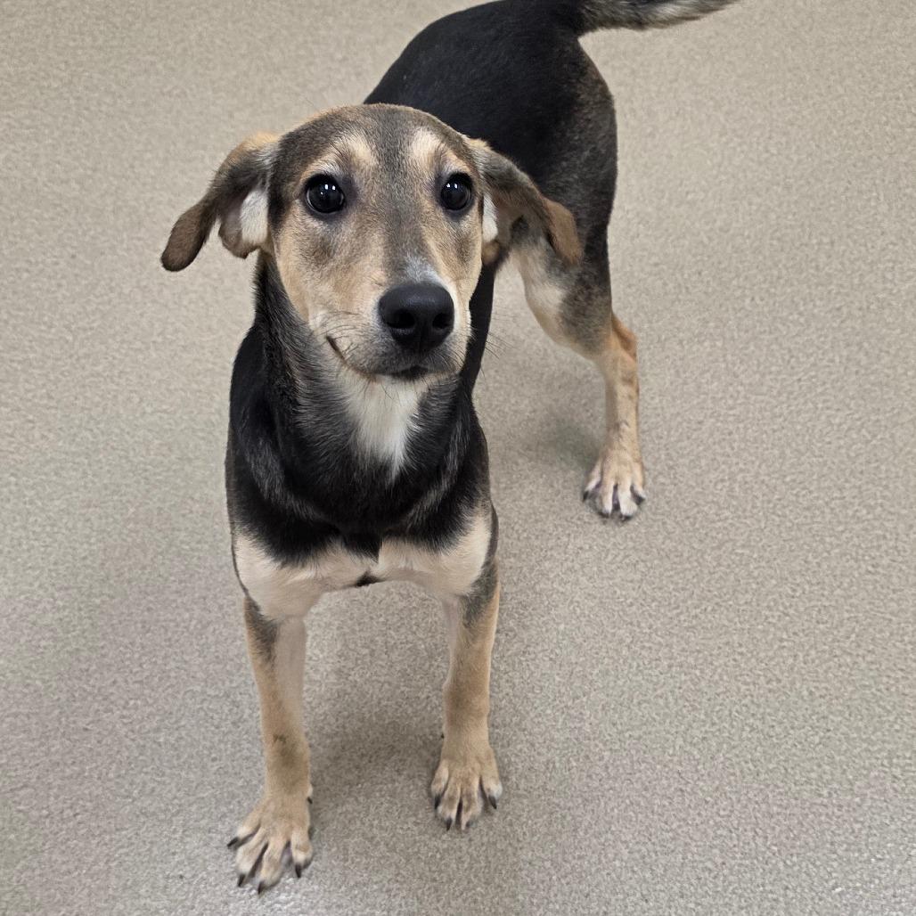 Enlarge Elise, a Adoptable mixed breed in Chatham, VA image 3/6