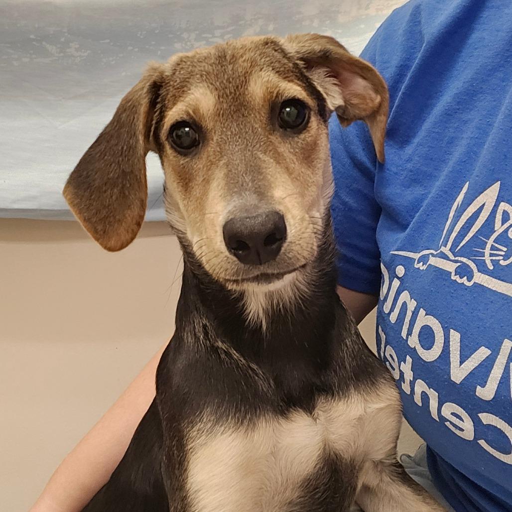 Elise, a Adoptable mixed breed in Chatham, VA image 4/5