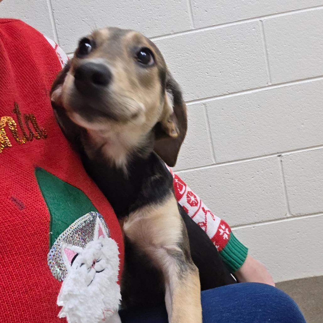 Elise, a Adoptable mixed breed in Chatham, VA image 5/5