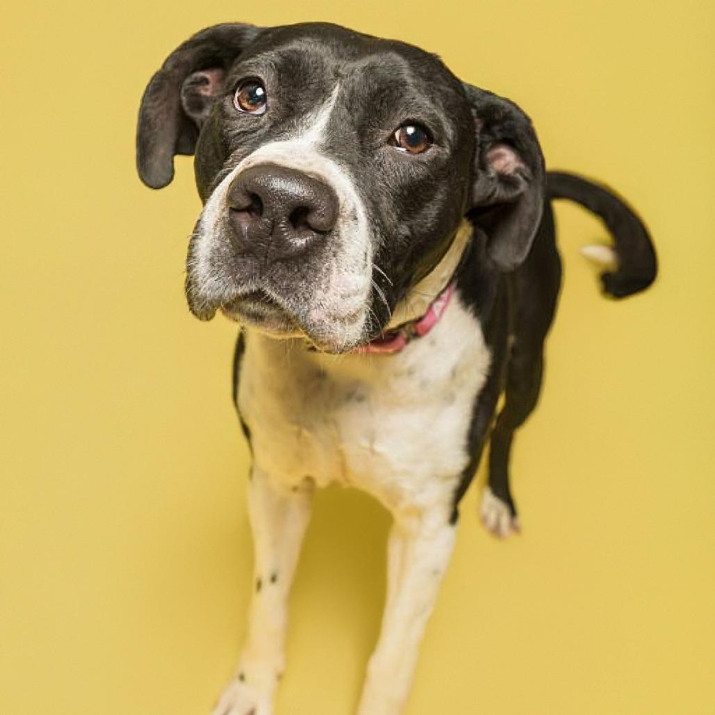 Enlarge Josie, a Adoptable American Staffordshire Terrier in Batavia, OH image 1/6