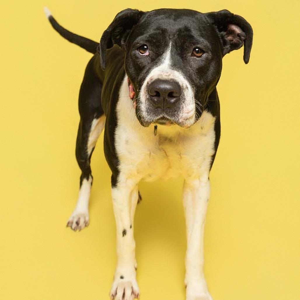Enlarge Josie, a Adoptable American Staffordshire Terrier in Batavia, OH image 2/6