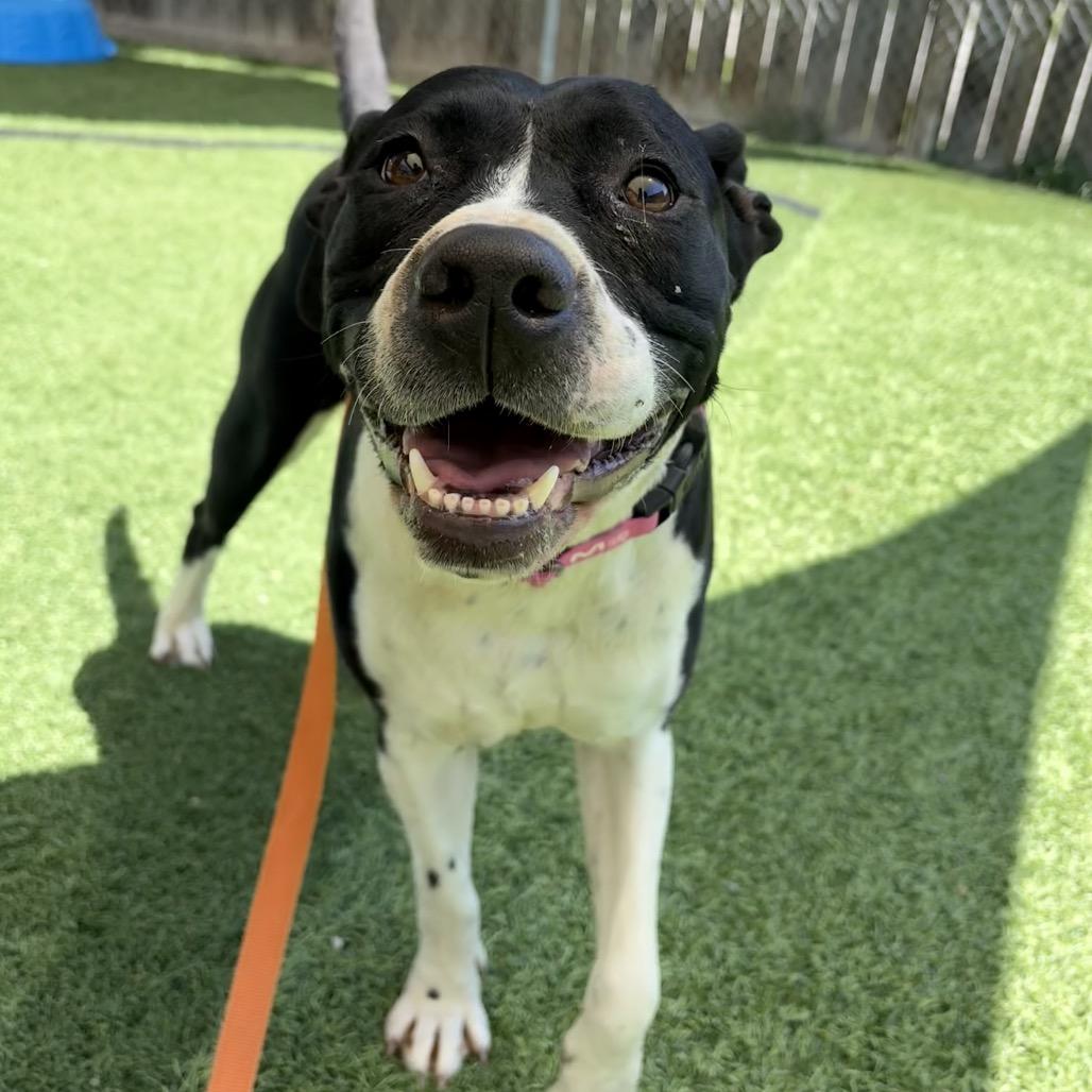 Enlarge Josie, a Adoptable American Staffordshire Terrier in Batavia, OH image 3/6
