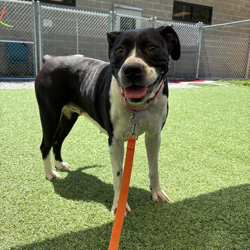 Enlarge Josie, a Adoptable American Staffordshire Terrier in Batavia, OH image 4/6