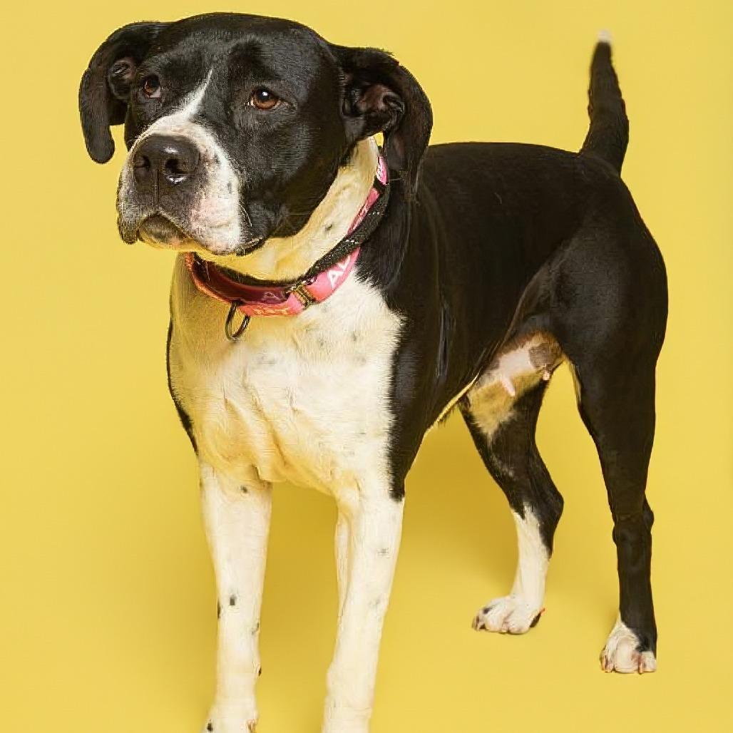 Enlarge Josie, a Adoptable American Staffordshire Terrier in Batavia, OH image 5/6