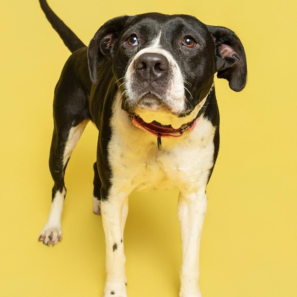 Enlarge Josie, a Adoptable American Staffordshire Terrier in Batavia, OH image 6/6